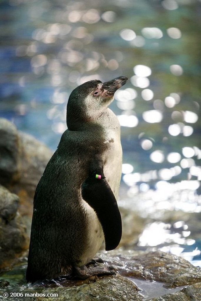 Tenerife
Pinguino
Canarias