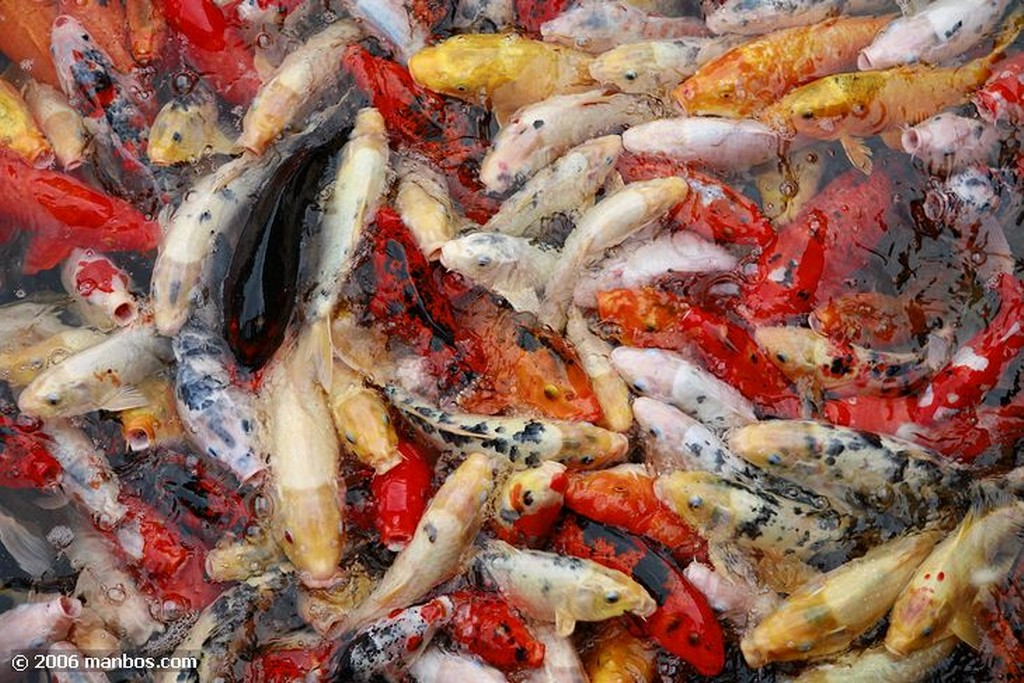 Tenerife
Peces de colores
Canarias