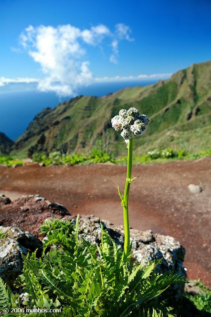 Tenerife
Mirador de Baracan
Canarias