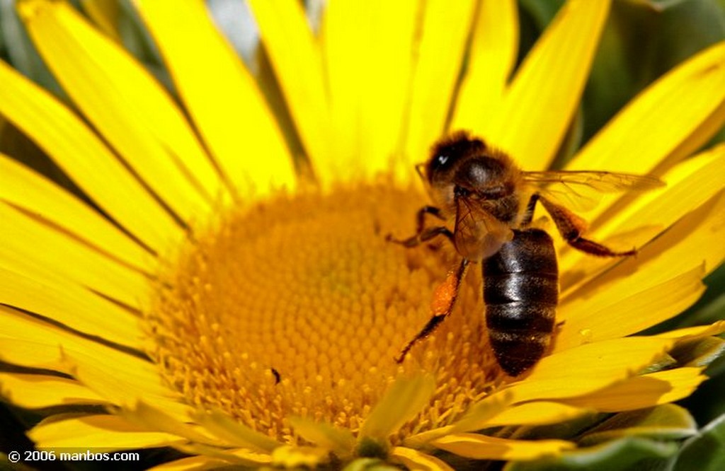 Tenerife
Asterisco con abeja
Canarias