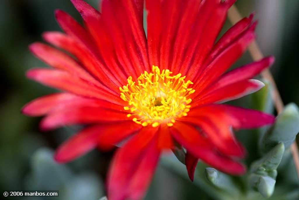 Tenerife
Flora de las Piramides de Guimar
Canarias