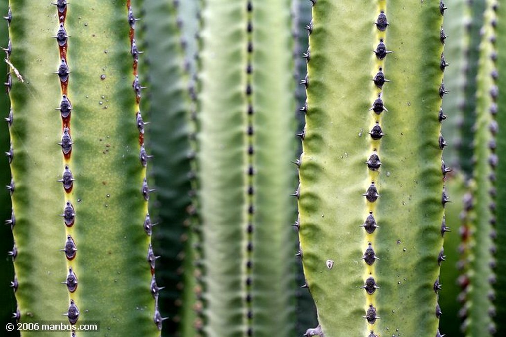 Tenerife
Flor de Aloe Vera
Canarias