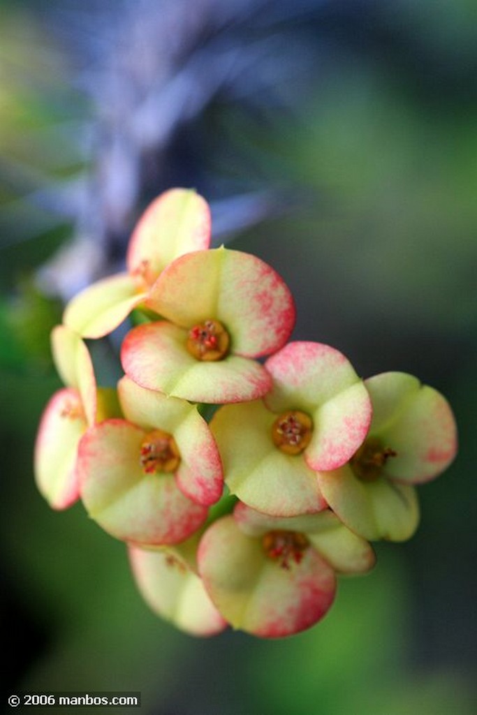 Tenerife
Flora del Jardin Botanico
Canarias