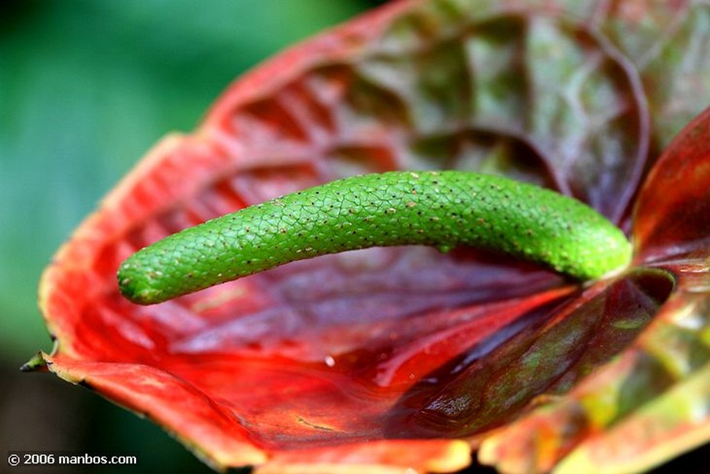 Tenerife
Anthurium Andreanum
Canarias