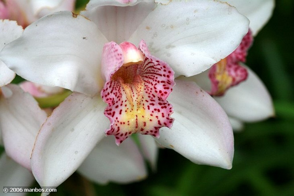 Tenerife
Orquidea
Canarias