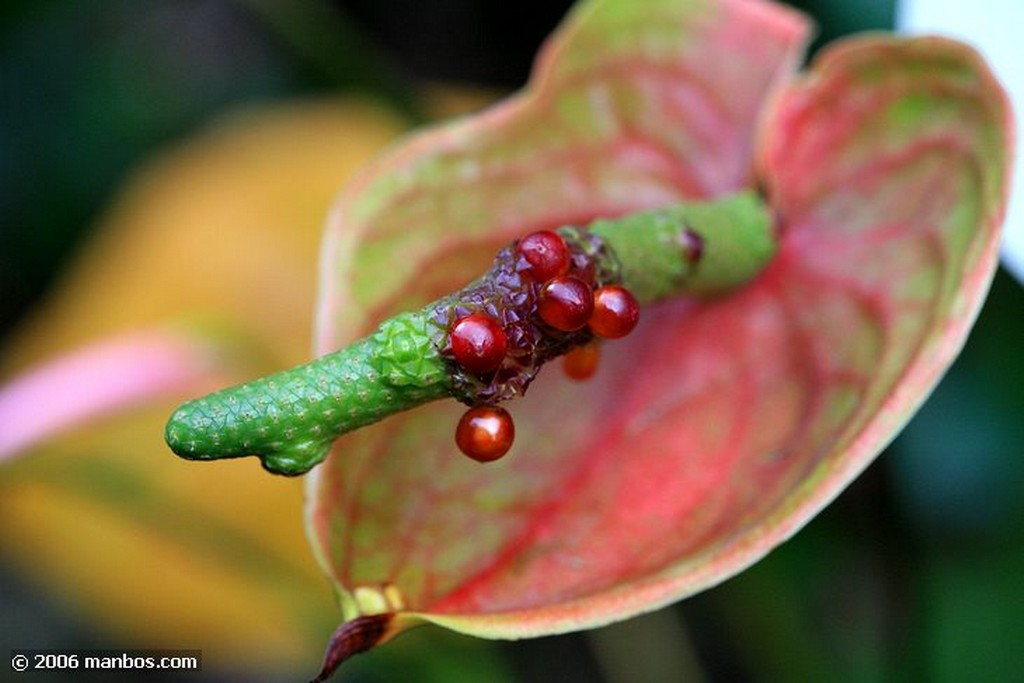 Tenerife
Anthurium Andreanum
Canarias