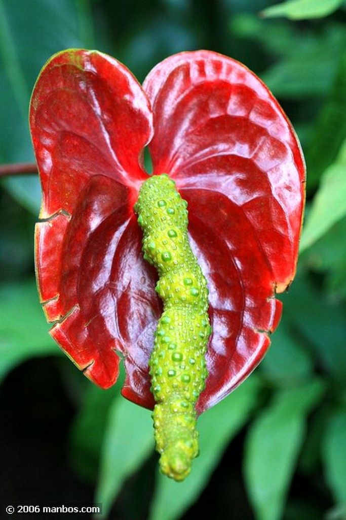 Tenerife
Anthurium Andreanum
Canarias