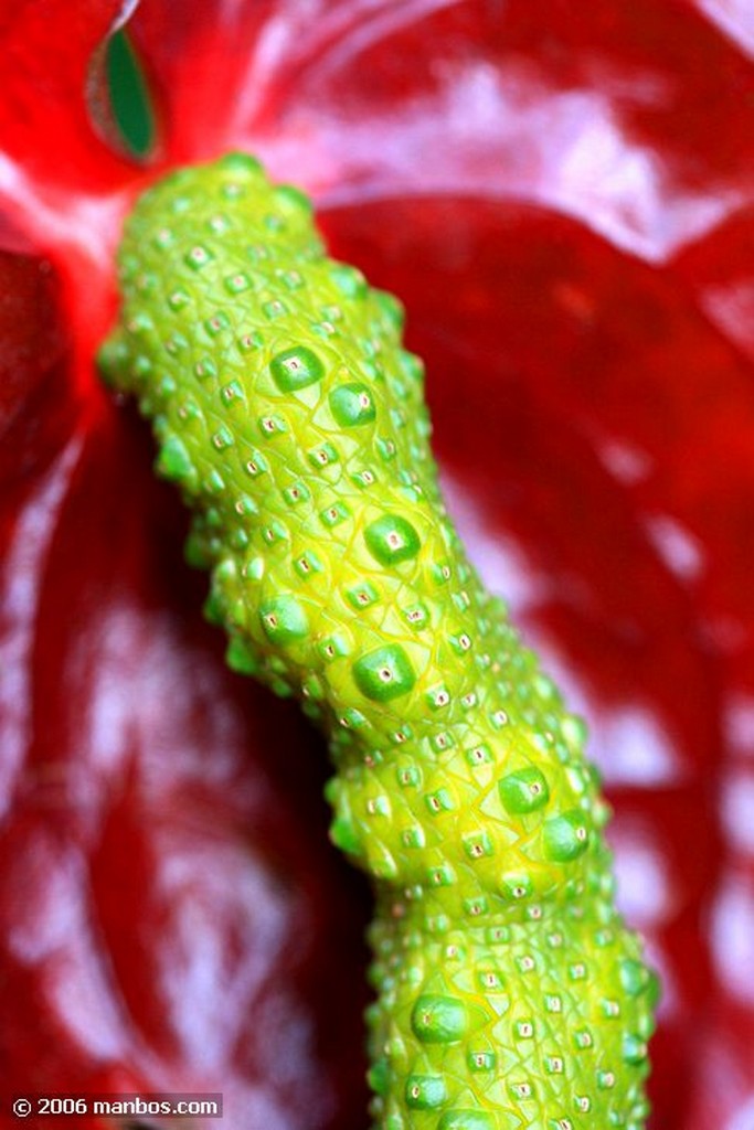 Tenerife
Anthurium Andreanum
Canarias