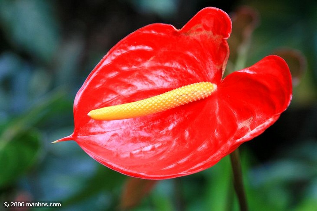 Tenerife
Anthurium Andreanum
Canarias