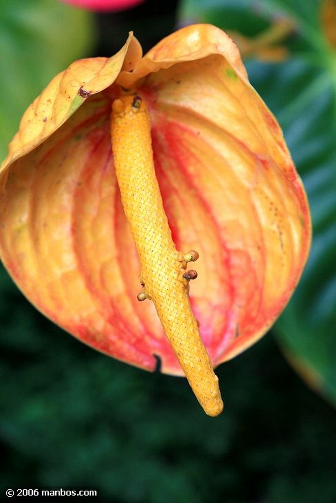 Tenerife
Anthurium Andreanum
Canarias