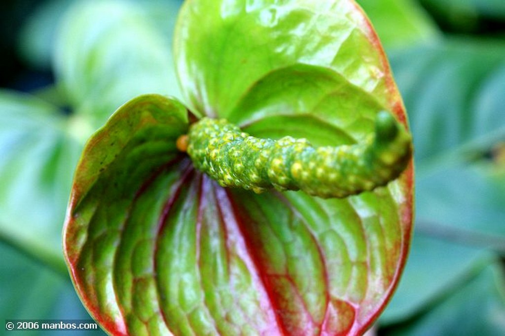 Tenerife
Anthurium Andreanum
Canarias