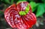 Tenerife
Anthurium Andreanum
Canarias