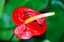 Tenerife
Anthurium Andreanum
Canarias