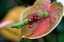 Tenerife
Anthurium Andreanum
Canarias