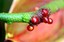 Tenerife
Anthurium Andreanum
Canarias