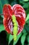 Tenerife
Anthurium Andreanum
Canarias