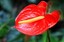 Tenerife
Anthurium Andreanum
Canarias