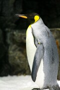 Loro Parque, Tenerife, España