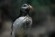 Loro Parque, Tenerife, España