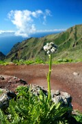 Masca, Tenerife, España