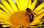 Objetivo EF 100 Macro
Asterisco con abeja
Tenerife 2006
TENERIFE
Foto: 8138