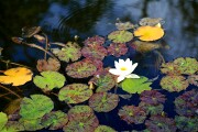 Jardin Botanico de Puerto de la Cruz, Tenerife, España