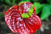 Objetivo EF 100 Macro
Anthurium Andreanum
Tenerife 2006
TENERIFE
Foto: 8157