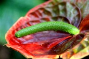 Objetivo EF 100 Macro
Anthurium Andreanum
Tenerife 2006
TENERIFE
Foto: 8158