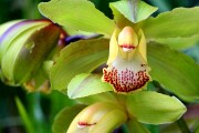 Jardin Botanico de Puerto de la Cruz, Tenerife, España