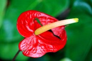 Objetivo EF 100 Macro
Anthurium Andreanum
Tenerife 2006
TENERIFE
Foto: 8165