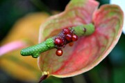 Objetivo EF 100 Macro
Anthurium Andreanum
Tenerife 2006
TENERIFE
Foto: 8166