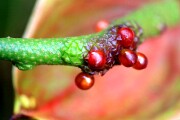 Objetivo EF 100 Macro
Anthurium Andreanum
Tenerife 2006
TENERIFE
Foto: 8167