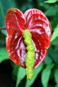 Objetivo EF 100 Macro
Anthurium Andreanum
Tenerife 2006
TENERIFE
Foto: 8168