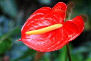 Objetivo EF 100 Macro
Anthurium Andreanum
Tenerife 2006
TENERIFE
Foto: 8170