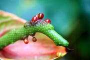 Jardin Botanico de Puerto de la Cruz, Tenerife, España