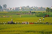 Da Phuc, Da Phuc, Vietnam