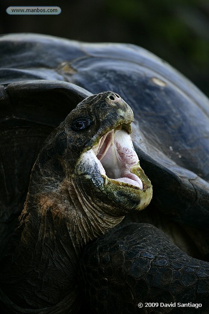 Islas Galapagos
Tortuga gigante Geochelone elephantopus Estación biologica Charles Darwin Santa Cruz Galápagos
Islas Galapagos