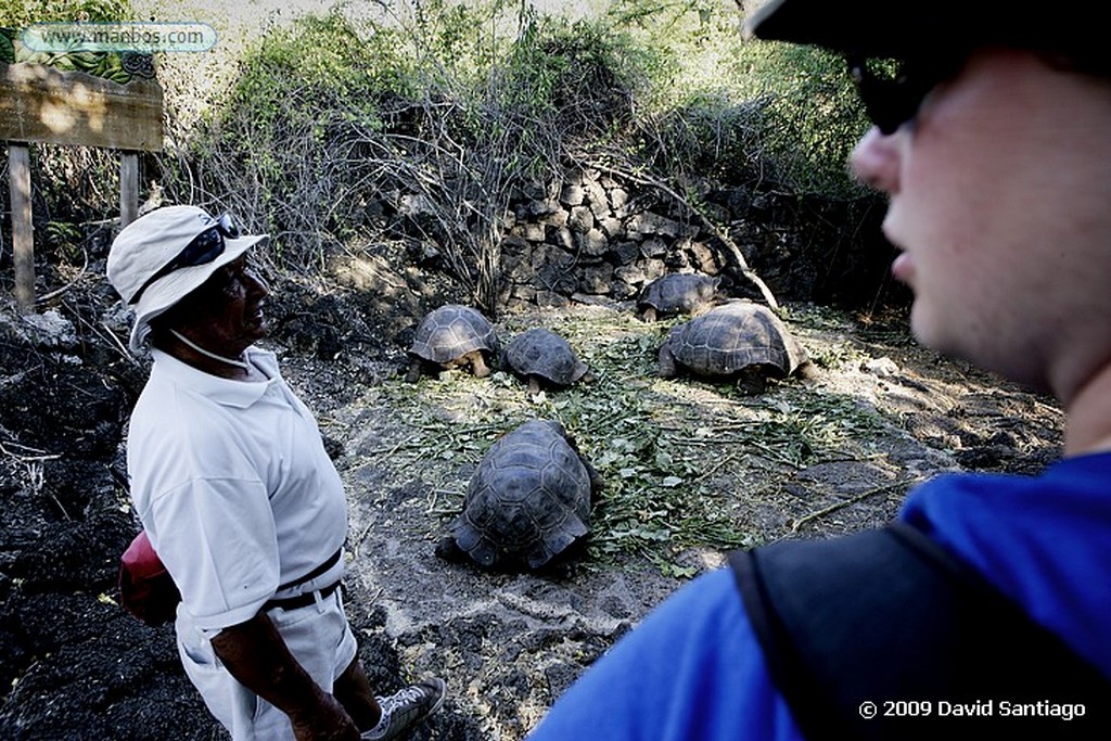 Islas Galapagos
Tortuga gigante Geochelone elephantopus Estación biologica Charles Darwin Santa Cruz Galápagos
Islas Galapagos