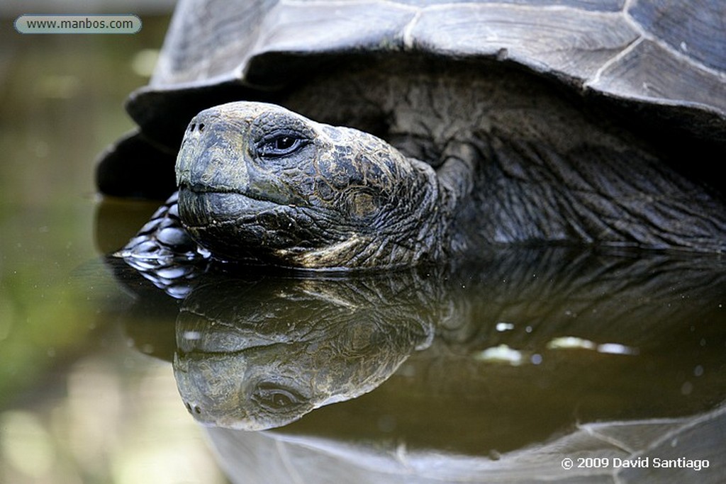 Islas Galapagos
Tortuga gigante Geochelone elephantopus Estación biologica Charles Darwin Santa Cruz Galápagos
Islas Galapagos