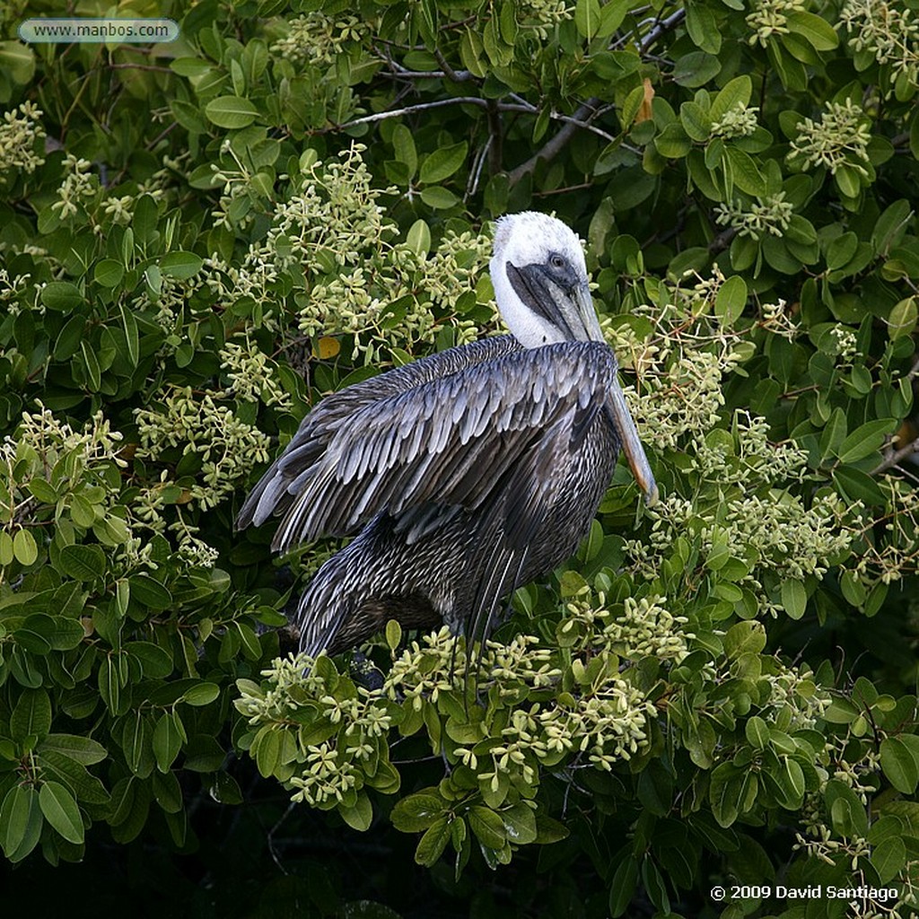 Islas Galapagos
Puerto Ayora  Isla de Santa Cruz Galápagos
Islas Galapagos