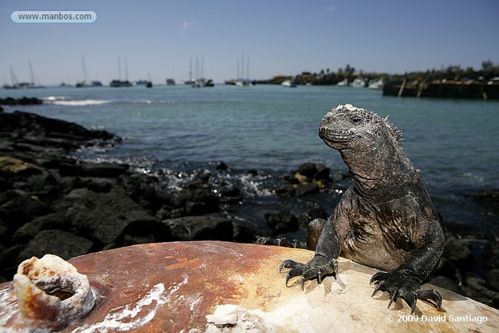 Islas Galapagos
Los gemelos  Isla de Santa Cruz Galápagos
Islas Galapagos