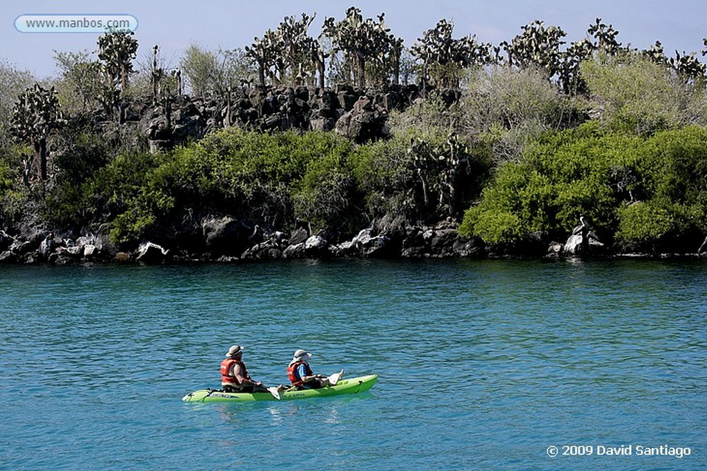 Islas Galapagos
Lobo marino Zalophus californianus wollebacki Bahia Gardner Santa Cruz Galápagos
Islas Galapagos