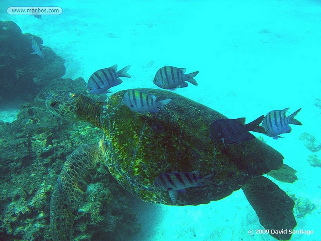 Islas Galapagos
Santa Fe Galápagos
Islas Galapagos