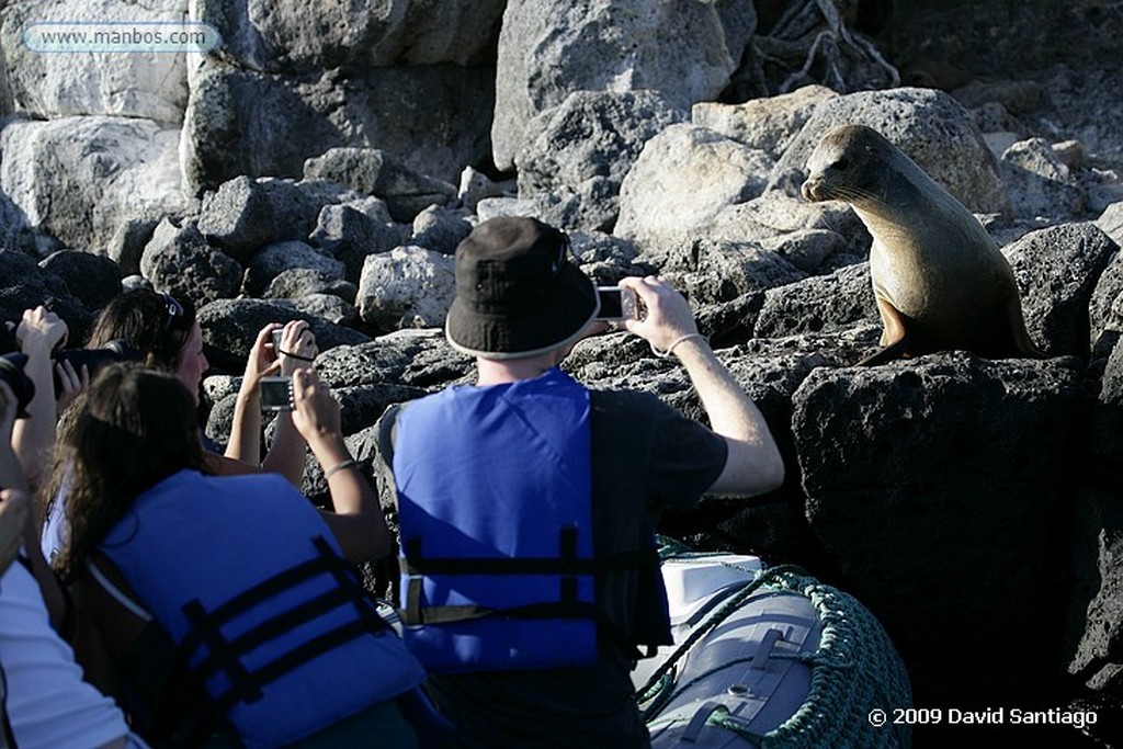 Islas Galapagos
Santa Fe Galápagos
Islas Galapagos