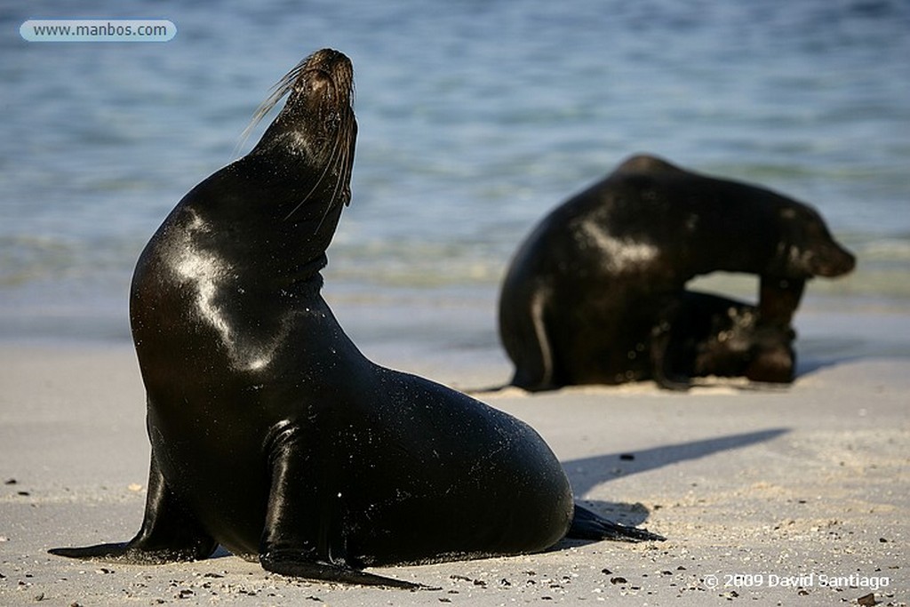 Islas Galapagos
Lobo marino Zalophus californianus wollebacki Santa Fe Galápagos
Islas Galapagos