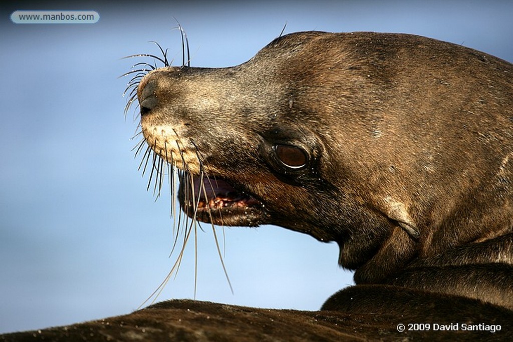 Islas Galapagos
Lobo marino Zalophus californianus wollebacki Santa Fe Galápagos
Islas Galapagos