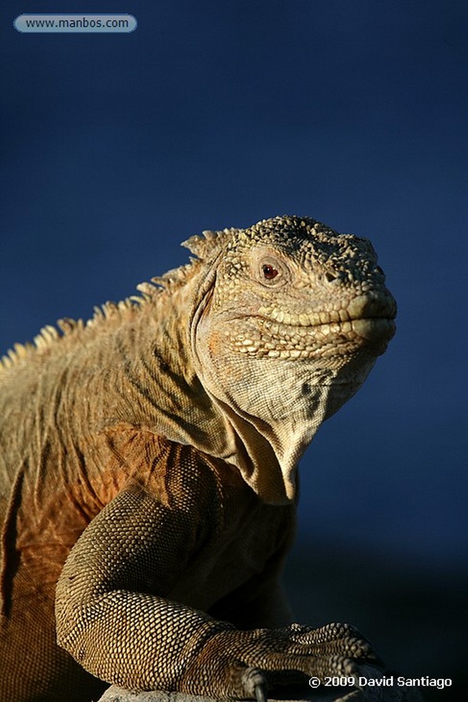 Islas Galapagos
Lobo marino Zalophus californianus wollebacki Santa Fe Galápagos
Islas Galapagos