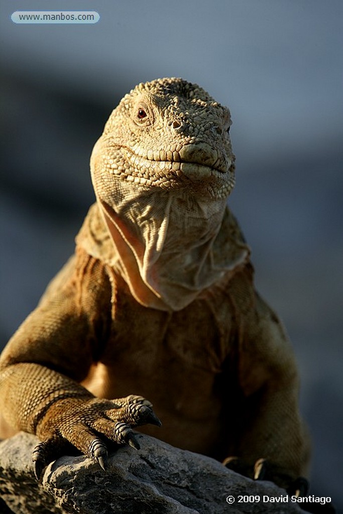 Islas Galapagos
Iguana Conolophus pallidus Santa Fe Galapagos
Islas Galapagos