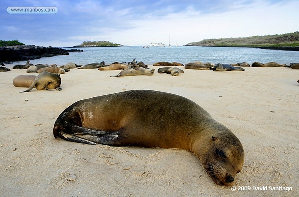 Islas Galapagos
Lobo marino Zalophus californianus wollebacki Santa Fe Galápagos
Islas Galapagos