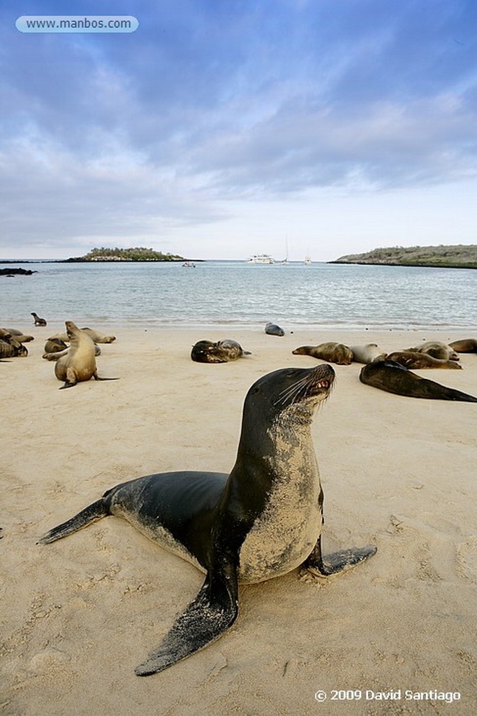 Islas Galapagos
Lobo marino Zalophus californianus wollebacki Santa Fe Galápagos
Islas Galapagos